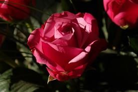 &quot;Flower Delivery in Buffalo New York